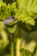 Beerenwanze auf grünem Blatt