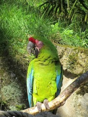 perroquet © CB94