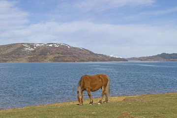 Pferdefreiheit am Lago di Campotosto