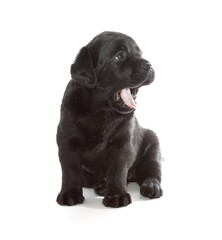 Black Labrador Retriever Puppy