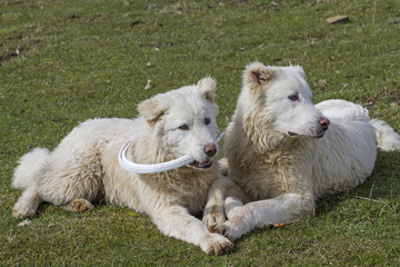 Maremmen-Abruzzen-Schäferhund