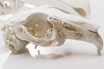 Hare skull on white background