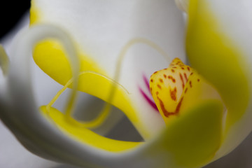 Close-up of a white orchid flower isolated on a black background