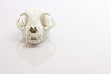 Cat skull on white background