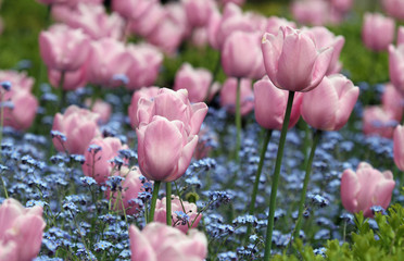 Light Pink Tulips