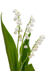 Lily of the valley
