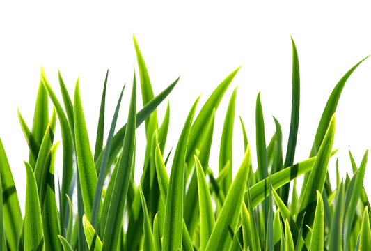 Fresh green grass isolated on white background.