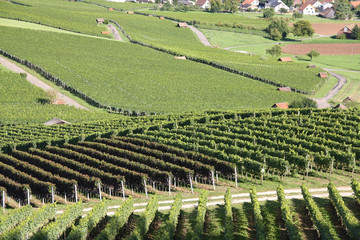 Fototapeta na wymiar Countryside with vineyard