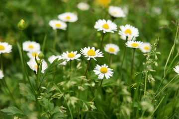 G&auml;nsebl&uuml;mchen
