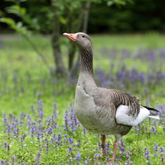 Greylag goose