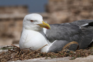 Goéland dans le nid