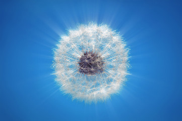 dandelion blowball rays on blue