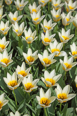 Fototapeta premium Field of colorful tulips