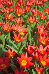 Field of colorful tulips