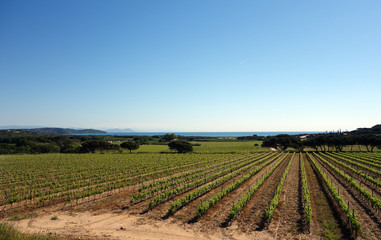 Fototapeta na wymiar Winnica w południowej Francji