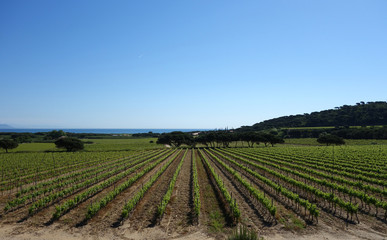 Fototapeta na wymiar Winnica w południowej Francji