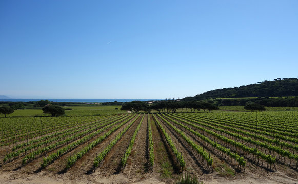 Vignoble du sud de la France