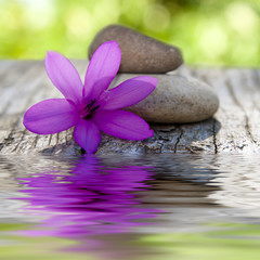 Obraz na płótnie Canvas naturalny kwiat z kamieni i wody