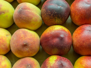 Pesche (prunus persica)