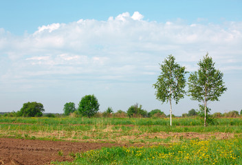 Fototapeta na wymiar Two birch trees near the plow in village