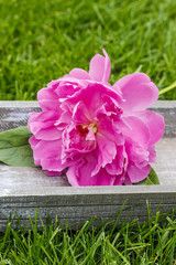 Single pink peony flower on wooden tray in the garden