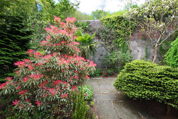 Fototapeta premium Pieris japonica 'Red Head' Pieris z czerwoną głową