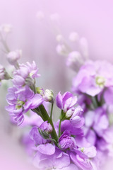 Soft floral background