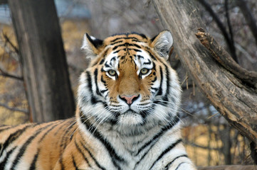 Tigre de Sibirie