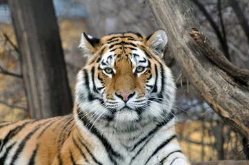 Papier Peint photo autocollant Tigre Tigre de Sibirie