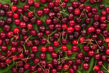 Cherry lying on the leaves