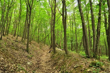 Spring forest scene with high trees