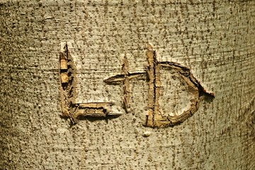 L and D letters carved into tree trunk. (L+D)