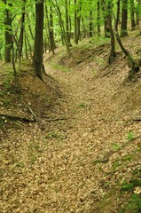 Spring forest scene with high trees and brown ground