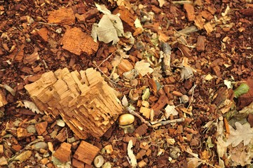 Texture of fragments of wood