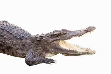 Naklejka premium crocodile