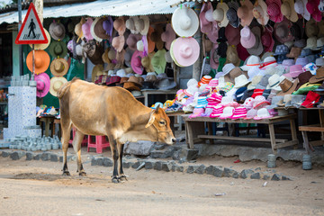 A cow on the background of hats sold