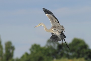 Grey Heron, Ardea cinerea flying