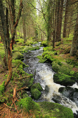 Fototapeta na wymiar Creek from the green Wilderness in the spring Mountains, Czech