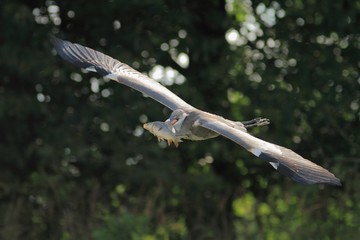 Grey Heron, Ardea cinerea flying with the fish, carp