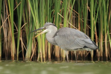 Grey Heron, Ardea cinerea fish carp