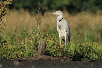 Grey Heron, Ardea cinerea,