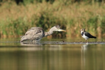 Grey Heron, Ardea cinerea, bath