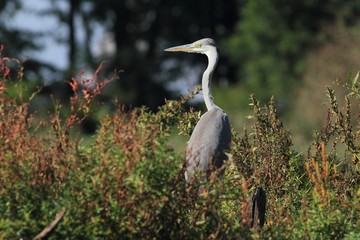 Fototapeta premium Grey Heron, Ardea cinerea