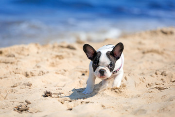 French bulldog puppy running on the beach © Patryk Kosmider