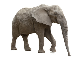 African elephant isolated