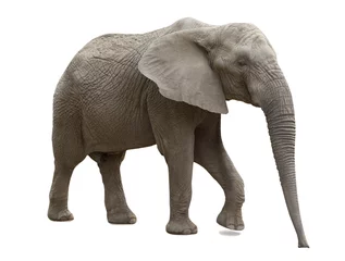 Crédence de cuisine en verre imprimé Éléphant Éléphant d& 39 Afrique isolé