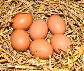 Brown Chicken Eggs