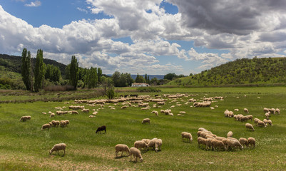 Fototapeta premium Herd of Andalusian sheep