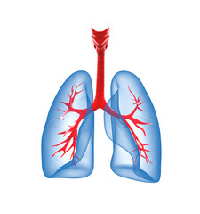 Lungs