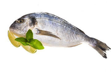 Fresh raw dorada